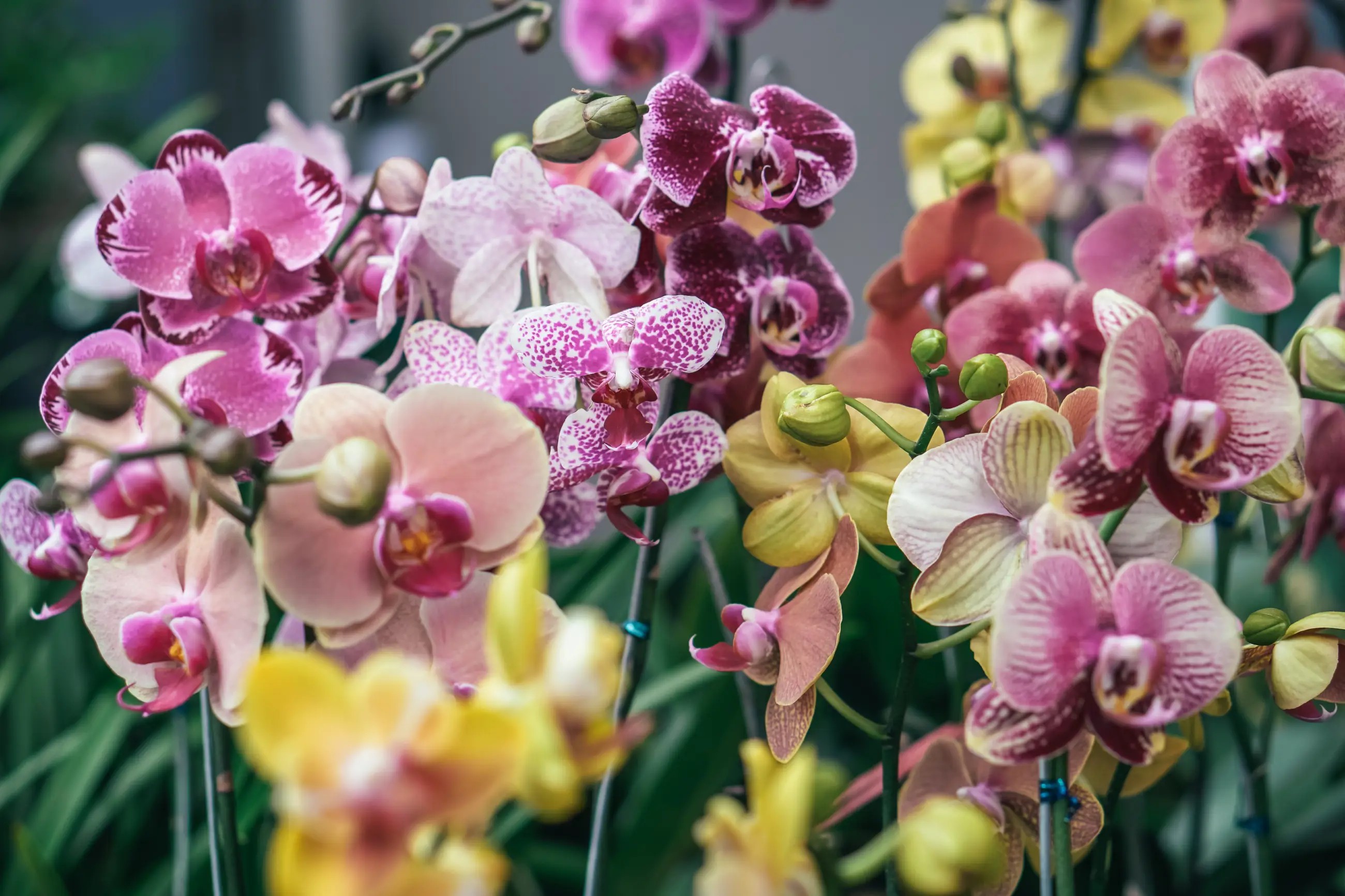 Seasonal Flower Arrangements: Stunning Fall Florals for November Brides. Desktop Image