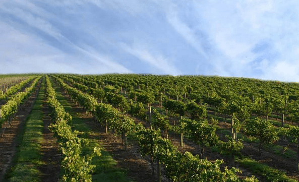 Bridal Bachelorette Party - Wine Vineyard St. Augustine, Florida